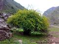 معرفی و راهنمای پرورش گیاهان دارویی - آنغوزه